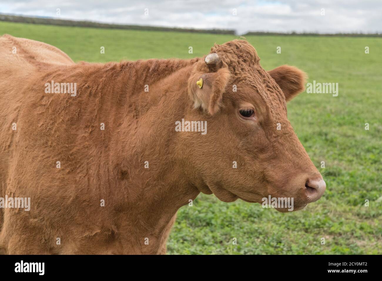 Junger Stier schaut auf die Kamera. Für britische Viehzucht, britisches Rindfleisch, britisches Vieh, landwirtschaftliche Industrie, Tierporträt, Einzelkuh, Kuhportrait. Stockfoto