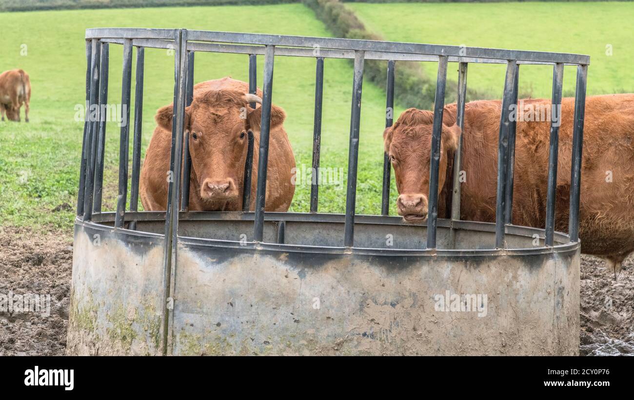 Zwei braune Kühe an einem kreisförmigen Futterhäuschen mit Heulage für sie zu essen. Für den Tierschutz im Vereinigten Königreich, Futtermittel, Rinder und Viehwirtschaft im Vereinigten Königreich. Stockfoto