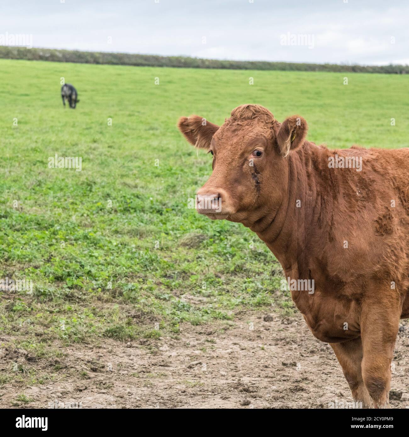 Junger Stier schaut auf die Kamera. Für britische Viehzucht, britisches Rindfleisch, britisches Vieh, landwirtschaftliche Industrie, Tierporträt, Einzelkuh, Kuhportrait. Stockfoto