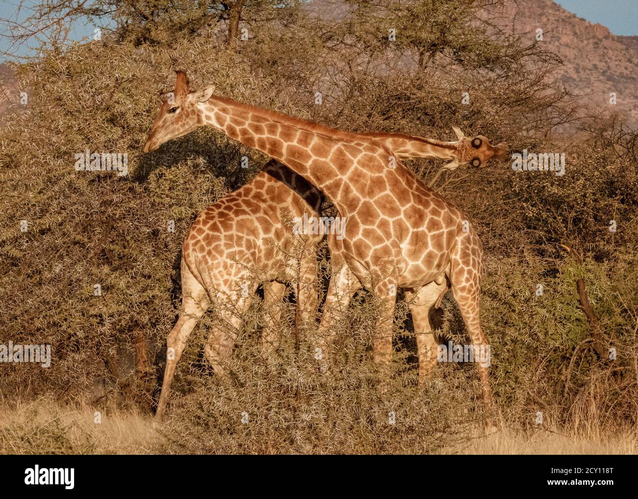 Zwei jungen erwachsenen männlichen Giraffen kämpfen, indem sie einander in der hinteren mit ihren Hörnern, bis man auf den Boden fällt. Stockfoto