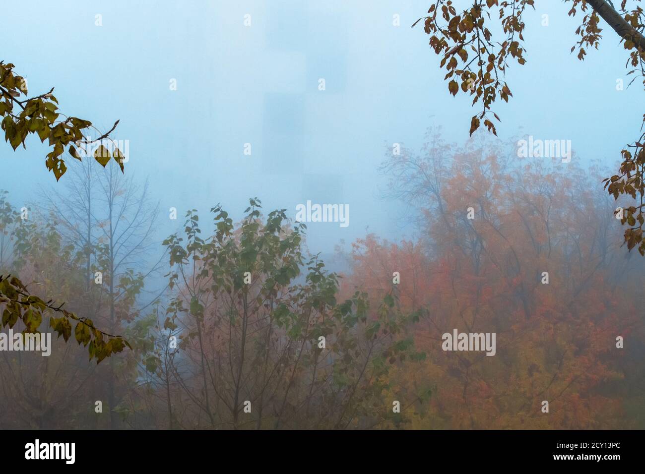 Fallende Bäume im Morgennebel. Herbststimmung. Weichfokus Stockfoto