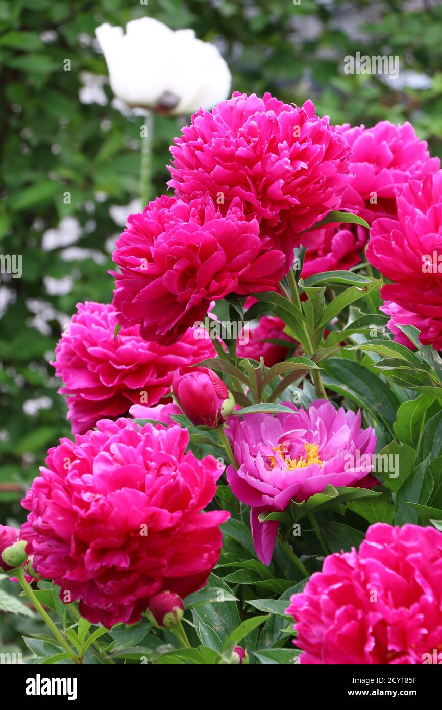 Pfingstrosen blüht in rosa im Frühlingsgarten Stockfoto