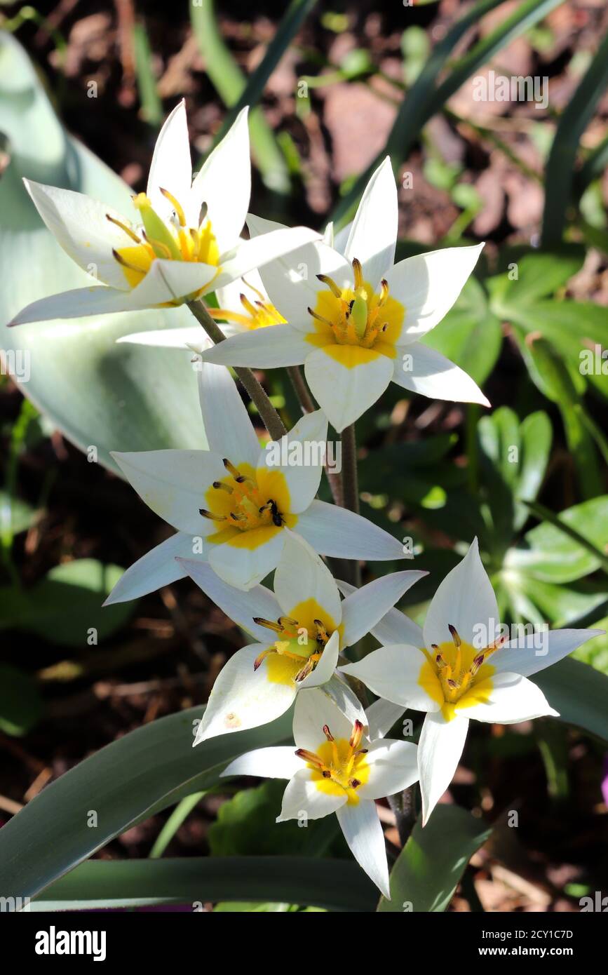 Wilde Tulpen tulipa tarda in weißem Makro Stockfoto