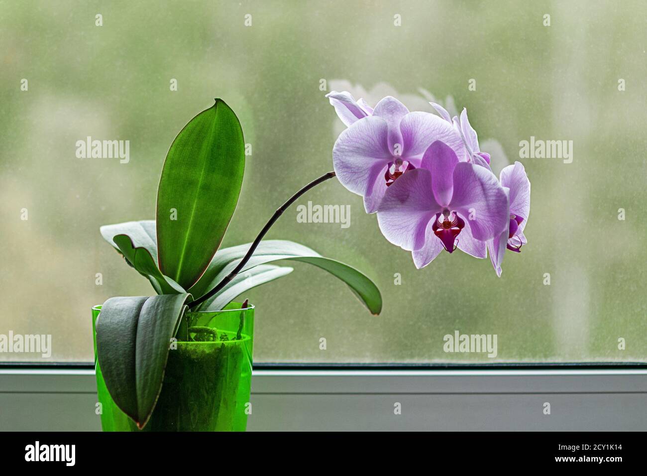 Lila Orchideenpflanze mit Blumen am Fenster Stockfoto