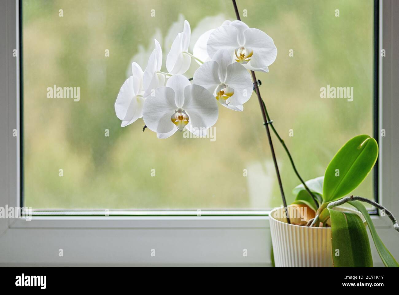 Weiß blühende Orchidee auf Fensterbank Stockfoto