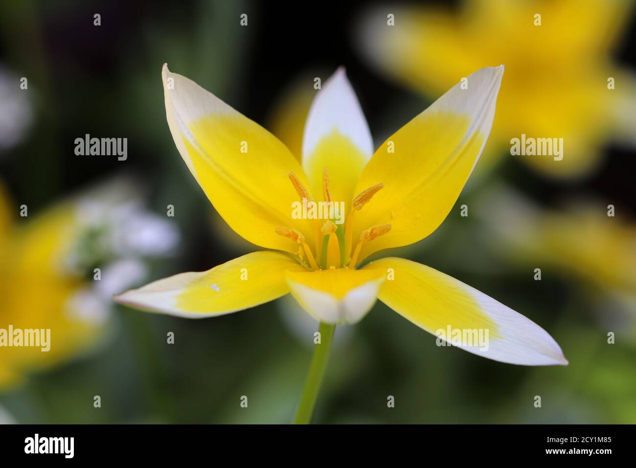 Wilde Tulpen tulipa tarda in gelbem Makro Stockfoto