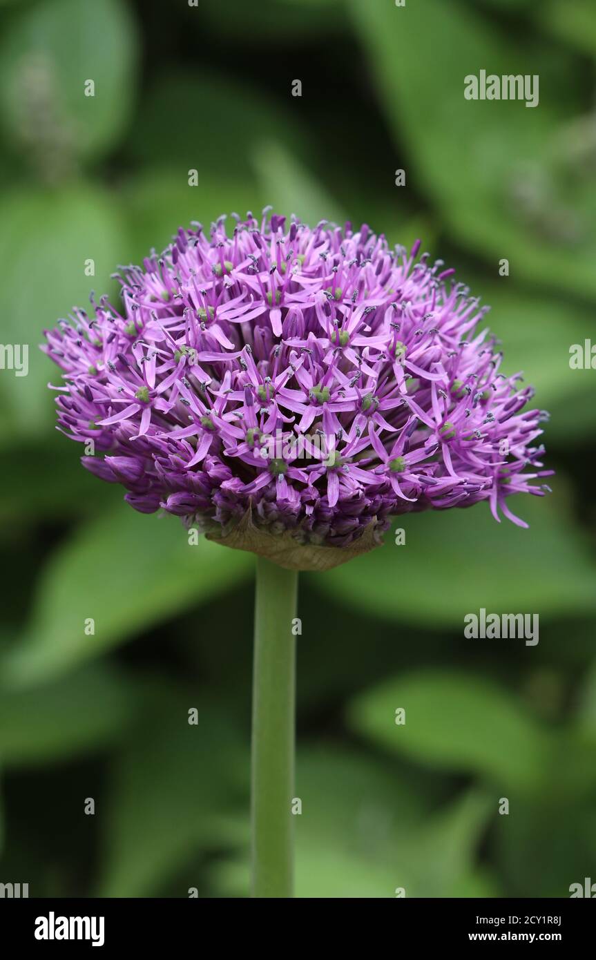 Purpurnes Allium-Blütenmakro Stockfoto