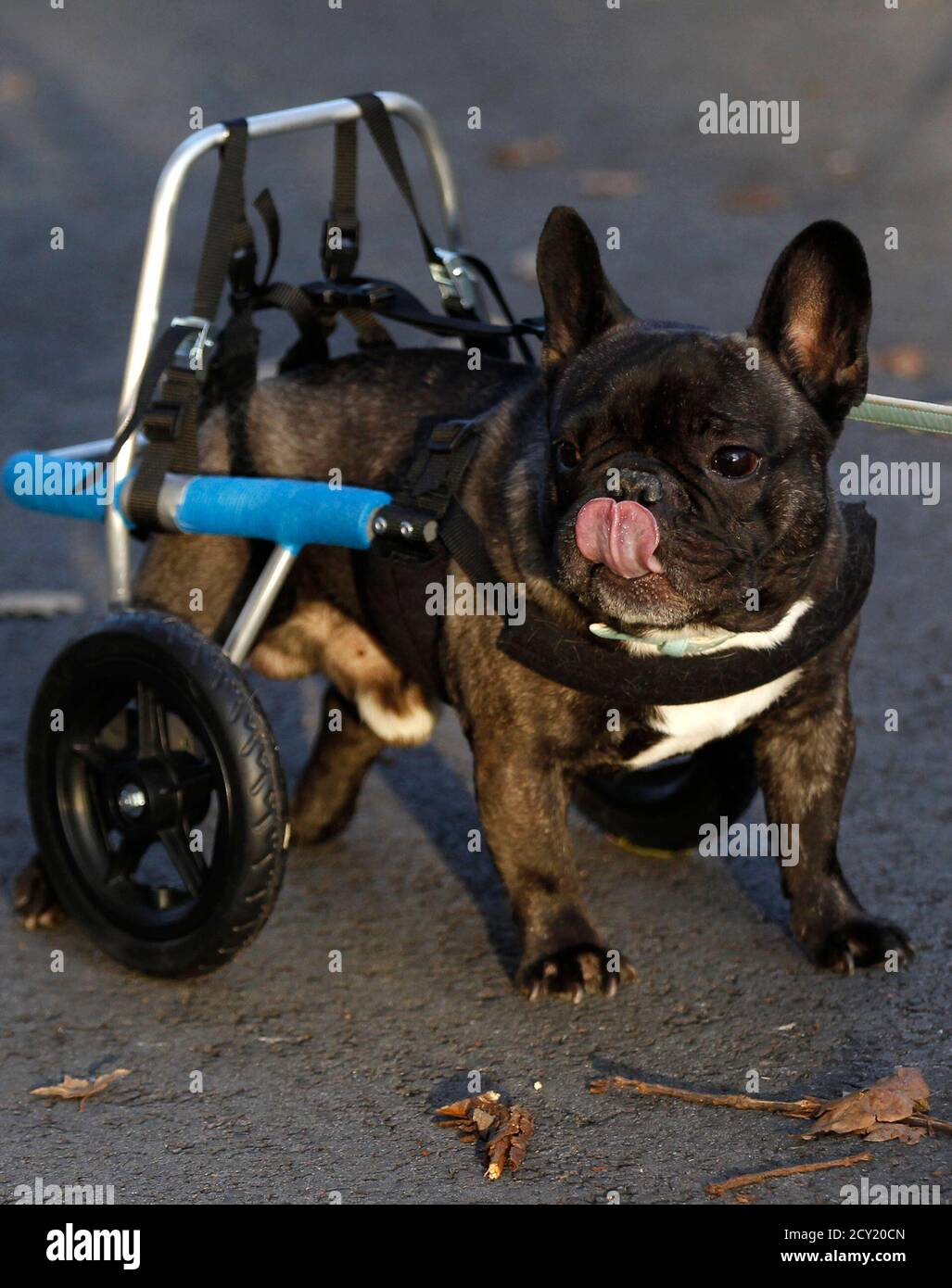 Französische Bulldogge Billy steht beim Tragen eines medizinischen  Roll-Autos aus "Rehatechnik Fuer Tiere" (Medizintechnik für Tiere) in der  westlichen Stadt Witten 9. November 2012. Vier Jahre alten Billy, deren  Hinterbeine sind gelähmt
