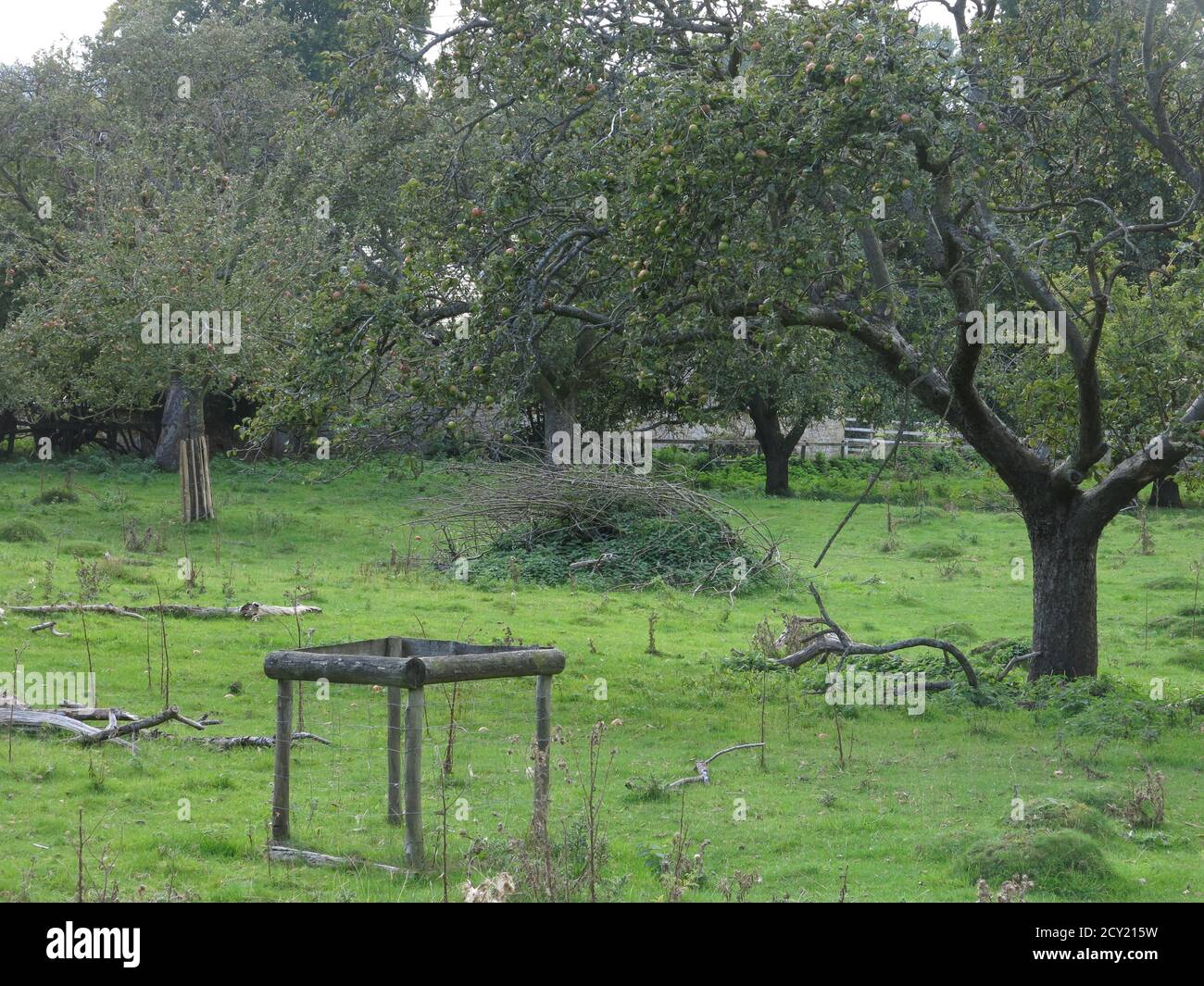 Ein alter englischer Obstgarten in der Landschaft von Worcestershire, wo reife Bäume mit Äpfeln beladen sind. Stockfoto