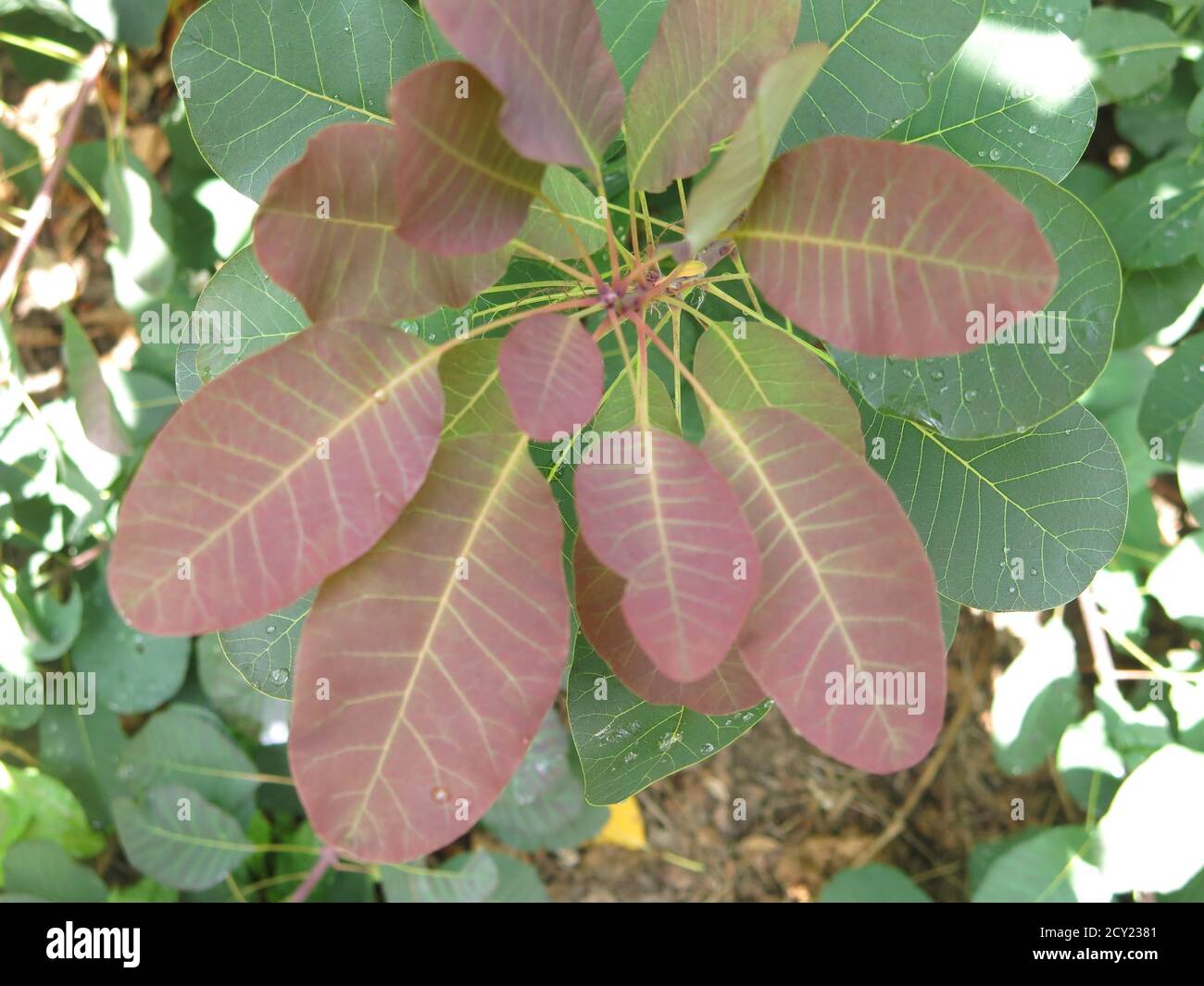 Nahaufnahme der kupferfarbenen bronzenen Blätter im Herbst des Rauchbaums, Cotinus coggygria folius Purpurreis, auch bekannt als venezianischer Sumach Stockfoto