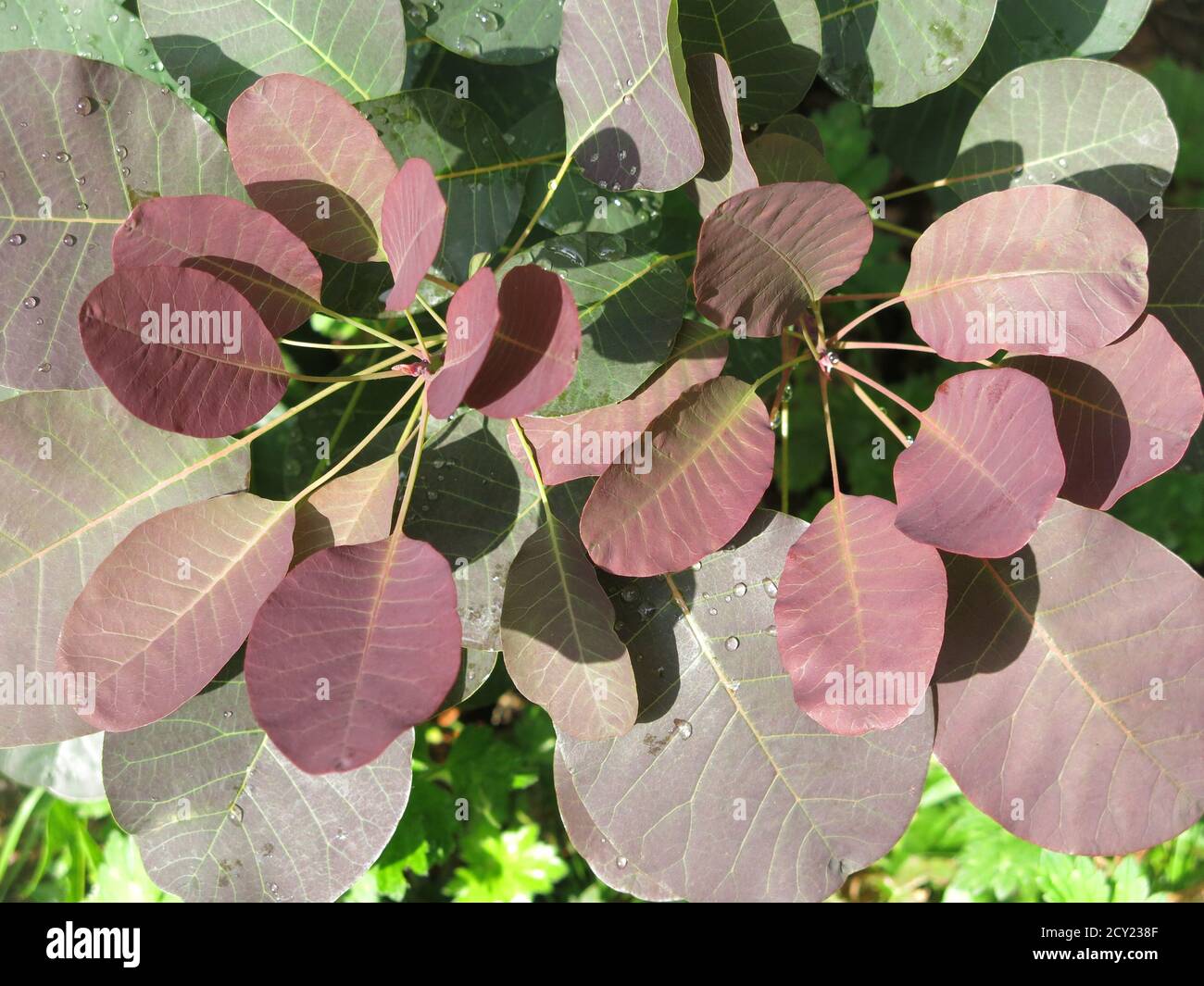 Nahaufnahme der kupferfarbenen bronzenen Blätter im Herbst des Rauchbaums, Cotinus coggygria folius Purpurreis, auch bekannt als venezianischer Sumach Stockfoto