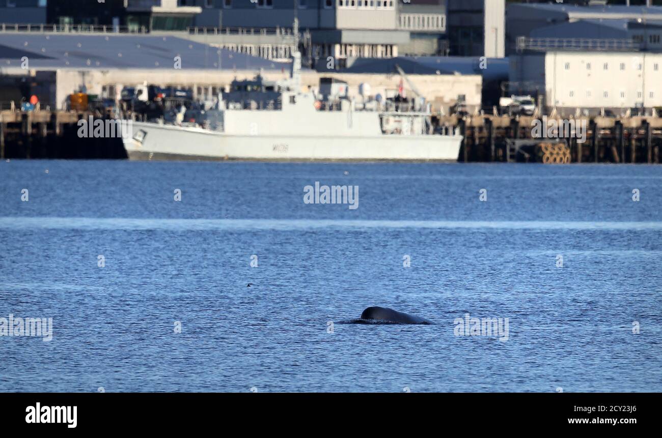Ein nördlicher Engpass-Wal in der Nähe von HMNB Clyde bei Faslane im Gare Loch. Retter von British Divers Marine Life Rescue Medics (BDMLR) nutzen Boote, um eine Schar nördlicher Engpass-Wale aus Loch Long zu holen, weil sie besorgt sind über die möglichen Auswirkungen der Übung Joint Warrior, einer wichtigen internationalen militärischen Übung, die für das Gebiet geplant ist, Da Wale besonders empfindlich auf Unterwassergeräusche reagieren. Stockfoto