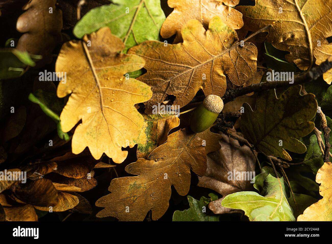 Herbst kreative Komposition. Schöne Herbstblätter als Hintergrund. Herbstblatt. Flach liegend, Draufsicht, Kopierbereich. Stockfoto