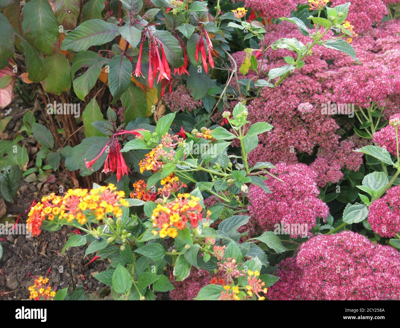 Eine farbenfrohe Pflanzenkombination aus Sedumen und lantana, um die Herbstgrenzen in einem englischen Garten aufzuhellen; Bourton House, Cotswolds, September 2020 Stockfoto