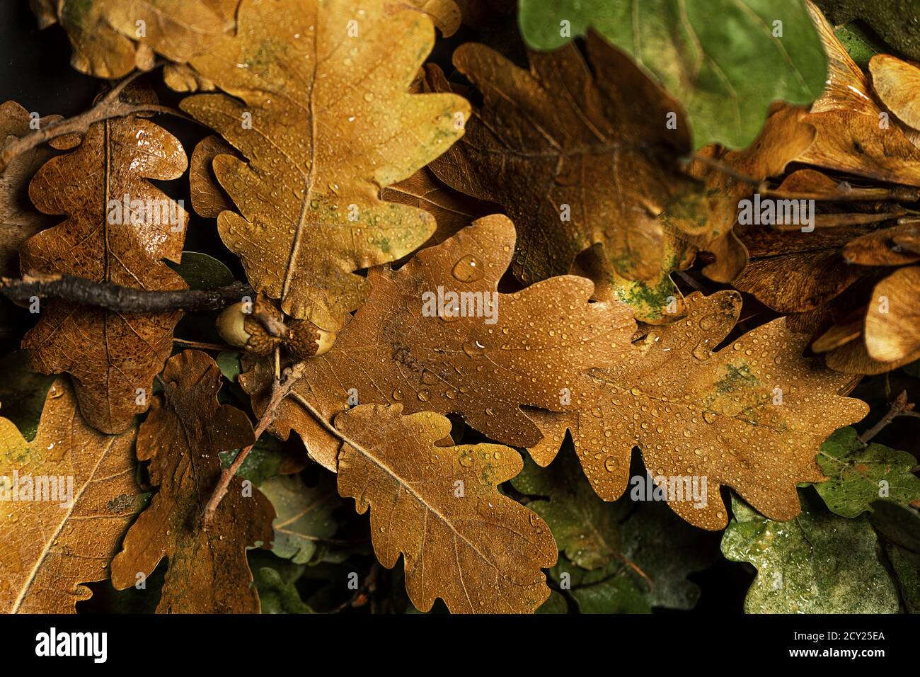 Herbst kreative Komposition. Schöne Herbstblätter als Hintergrund. Herbstblatt. Flach liegend, Draufsicht, Kopierbereich. Stockfoto
