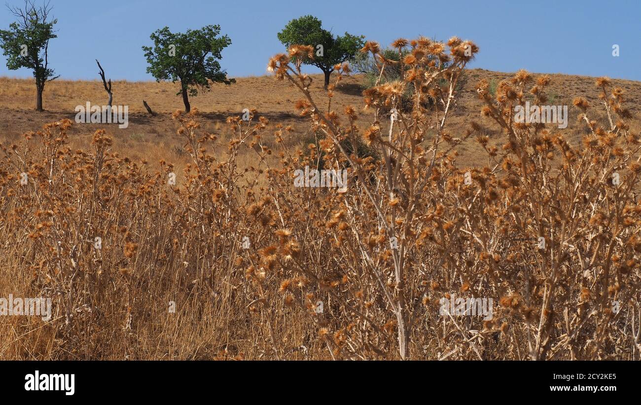 Ein Feld voller getrockneter Dornen, viele trockene Dornen im kontinentalen Klima, Stockfoto