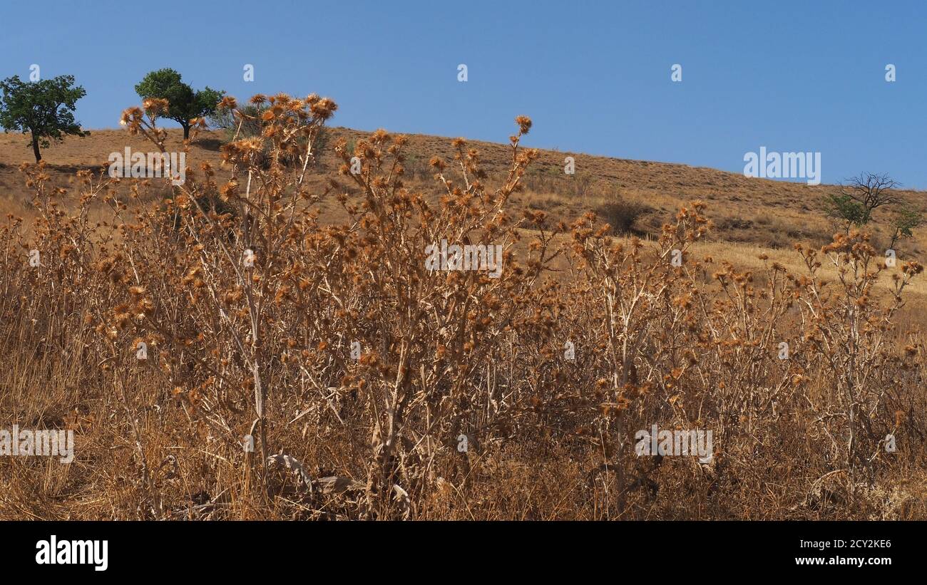 Ein Feld voller getrockneter Dornen, viele trockene Dornen im kontinentalen Klima, Stockfoto