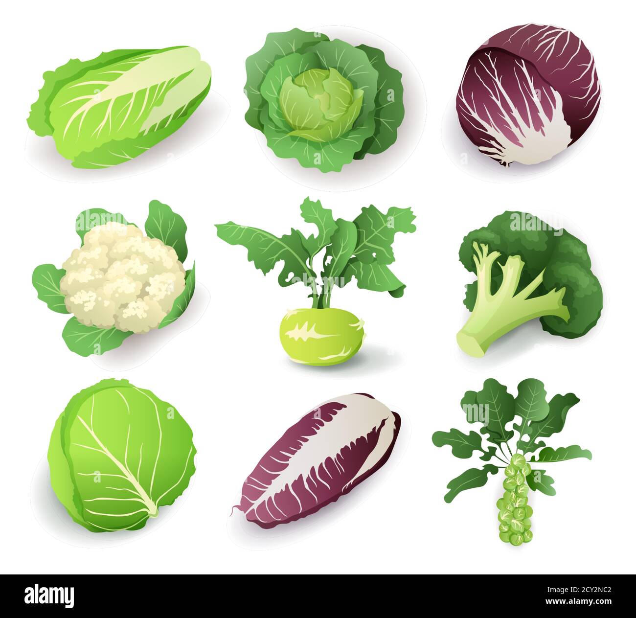 Set mit verschiedenen Arten von Kohl, isoliert auf weißem Hintergrund. Kreuzblütler Gemüse Cartoon Vektor Illustration Sammlung Stock Vektor