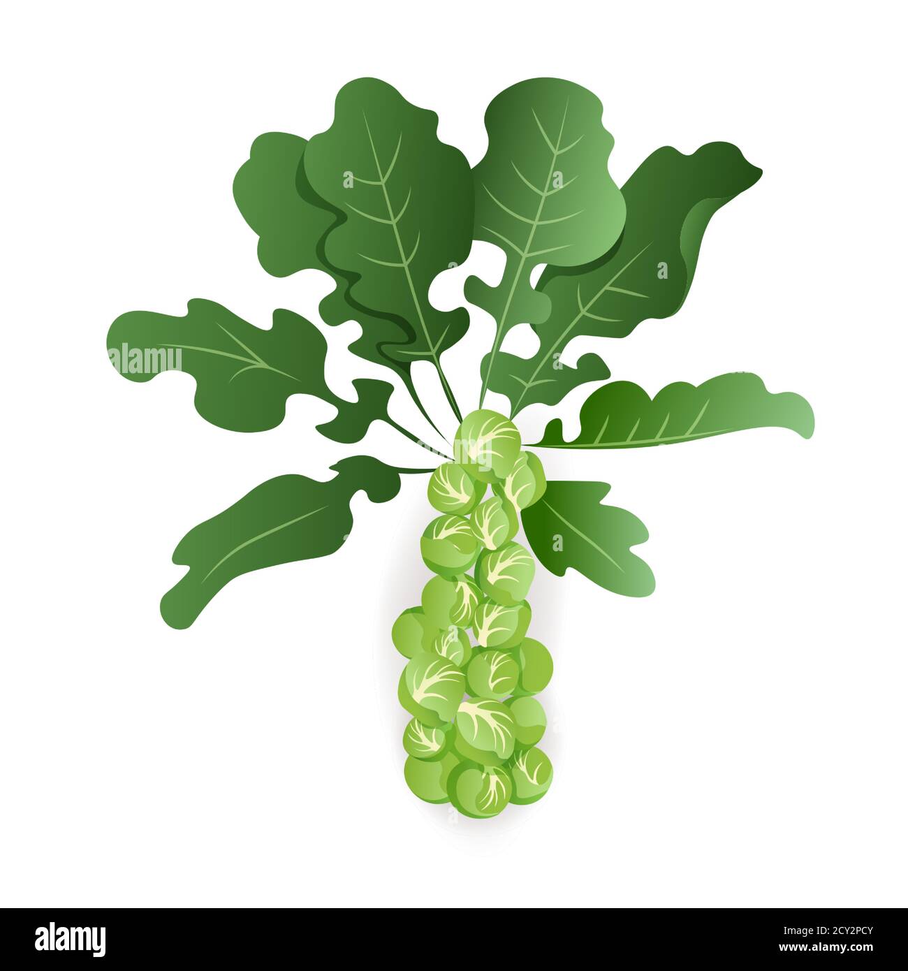 Rosenkohl mit Blättern auf weißem Hintergrund, isoliert. Bio-Rohkohl. Kreuzblütige Gemüse Vektor-Illustration im Cartoon-Stil Stock Vektor