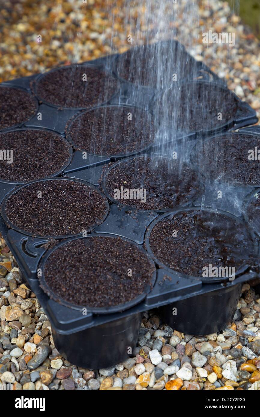 Kompost einweichen, bevor Samen gepflanzt werden Stockfoto
