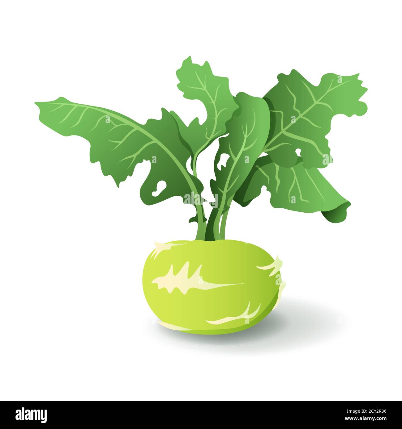 Kale Rübe mit Blättern, isoliert auf weißem Hintergrund. Bio Kohlrabi Kohl. Leckere Kreuzblütler Gemüse Cartoon Vektor Illustration Stock Vektor
