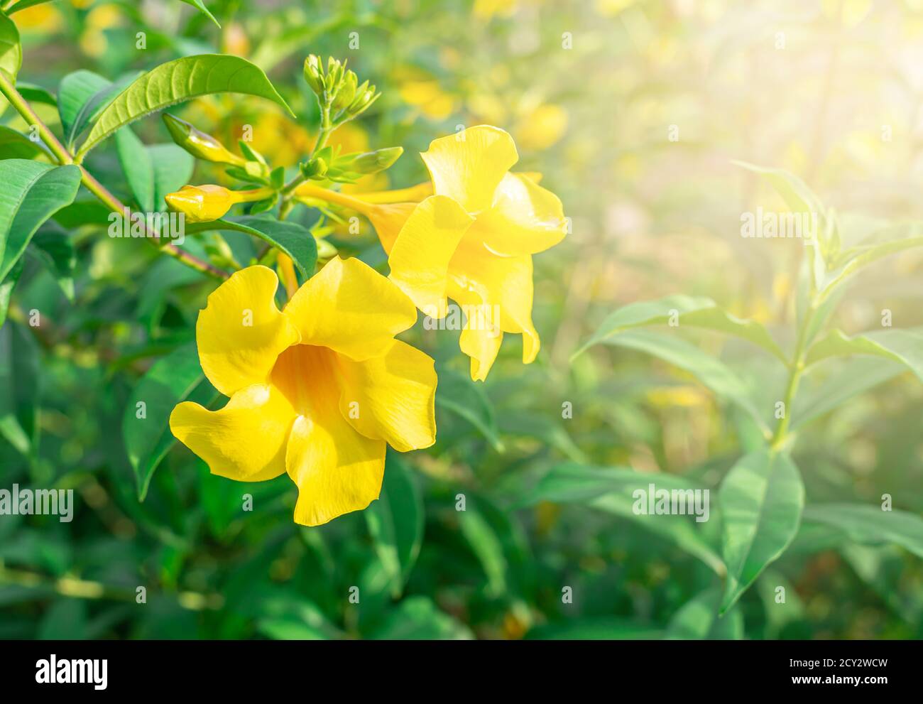 Caesalpinia Blume auf verschwommenem grünem Blatt Hintergrund ist Caesalpinia eine Gattung von blühenden Pflanzen in der Familie der Hülsenfrüchte Stockfoto