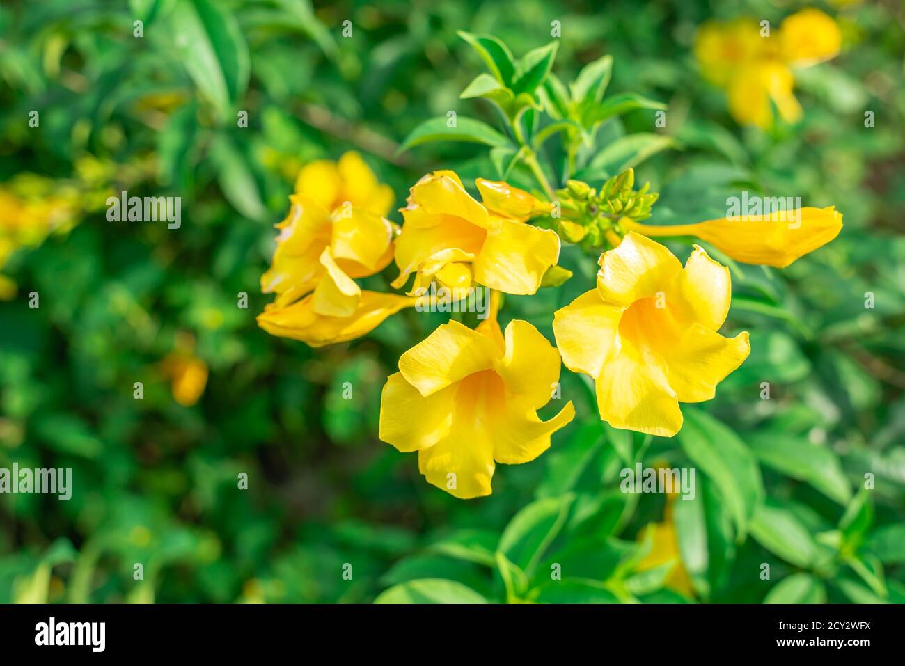 Caesalpinia Blume auf verschwommenem grünem Blatt Hintergrund ist Caesalpinia eine Gattung von blühenden Pflanzen in der Familie der Hülsenfrüchte Stockfoto