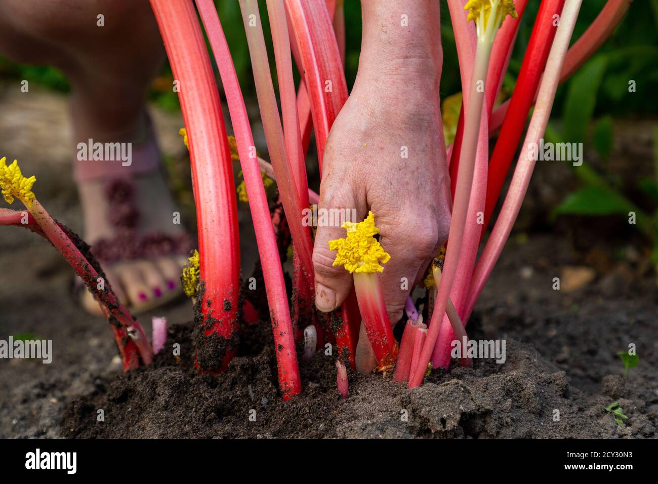 Rhabarber 'Timperley Early' Ernten Stockfoto