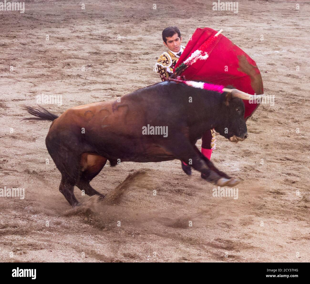 Ambato, Ecuador - Mar 15, 2015 - Stierkämpfer zu Fuß Duelle mit Stier während Karneval Stockfoto