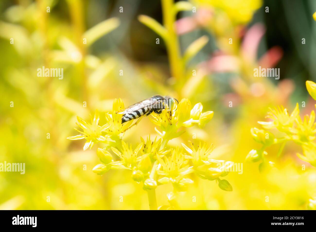 Eine amerikanische Sandwaspe (Bembix americana) Pollensuche in leuchtend gelben Wildblumen Stockfoto