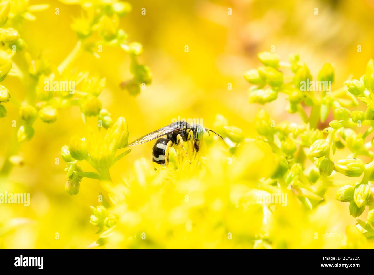 Eine amerikanische Sandwaspe (Bembix americana) Pollensuche in leuchtend gelben Wildblumen Stockfoto
