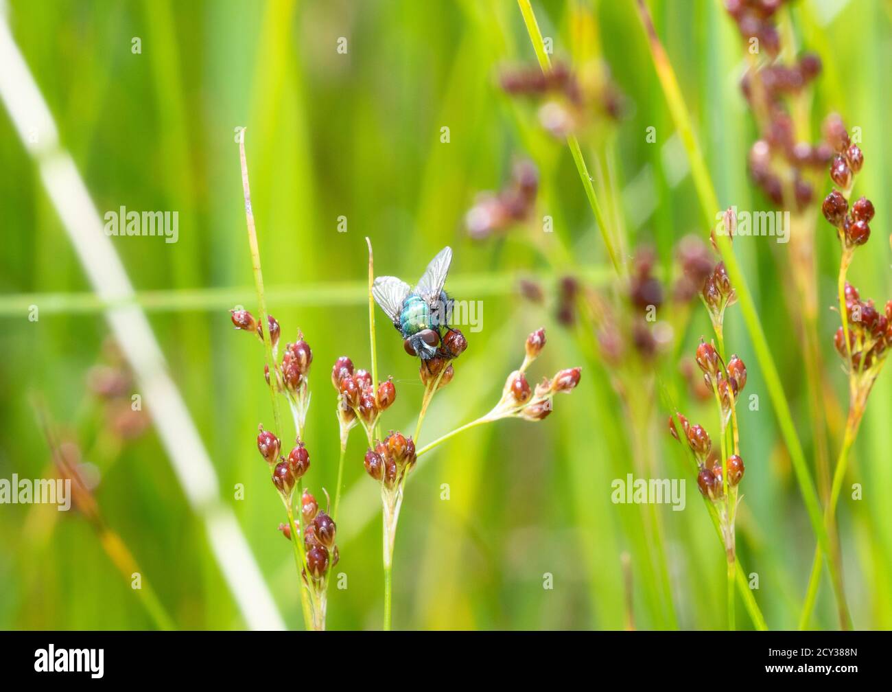Gewöhnliche Greenbottle Fly (Lucilia sericata) Auf der Suche nach Nectar auf der Sedge bei einem Marsh in Colorado Stockfoto