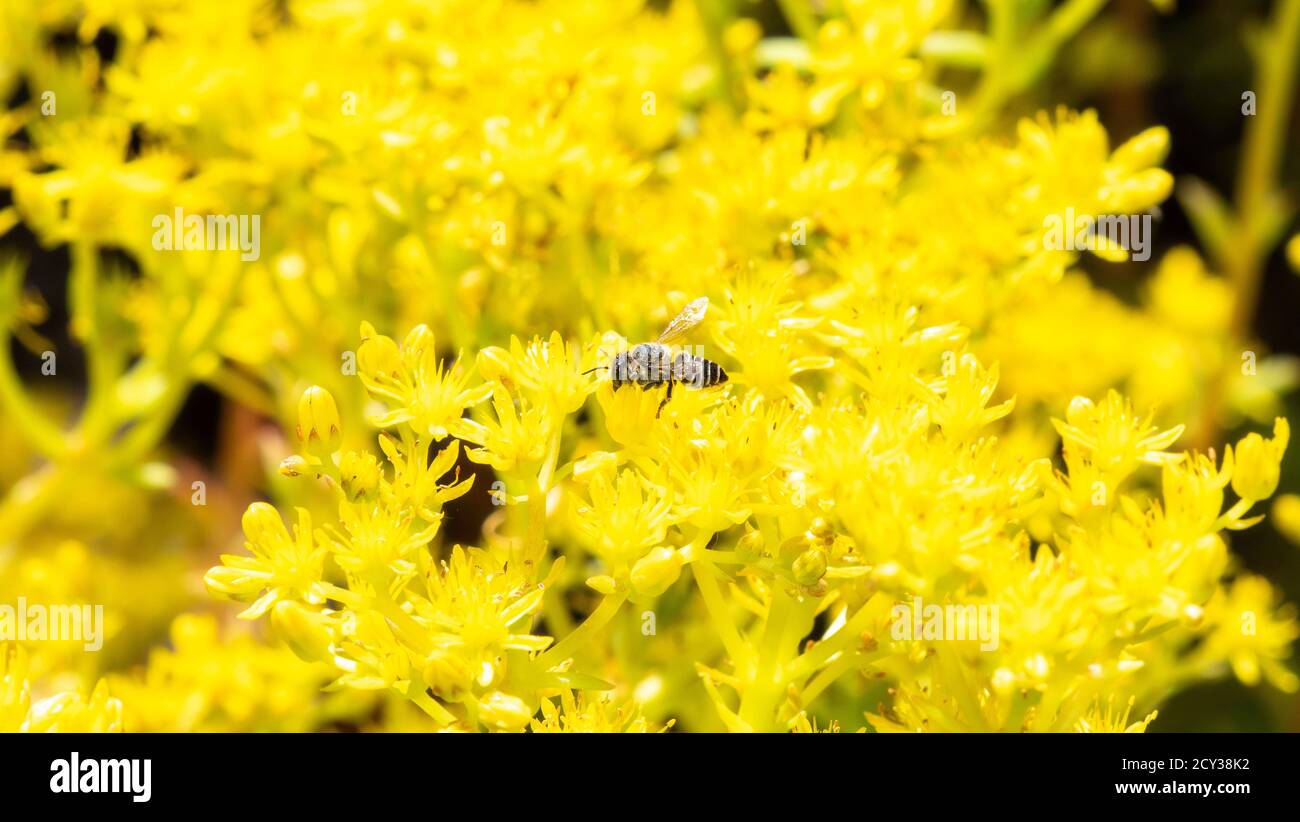 Eine Flachschwanzbiene (Megachile mendica) Sucht Pollen aus leuchtend gelben Wildblumen Stockfoto
