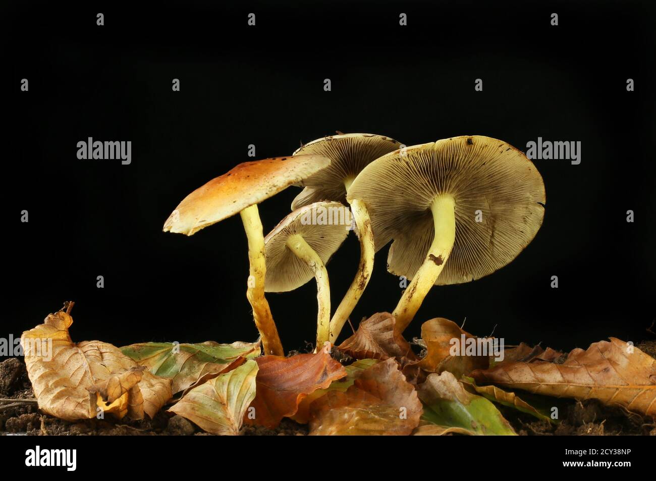 Gruppe von Toadstockern und Herbstblättern vor schwarzem Hintergrund Stockfoto