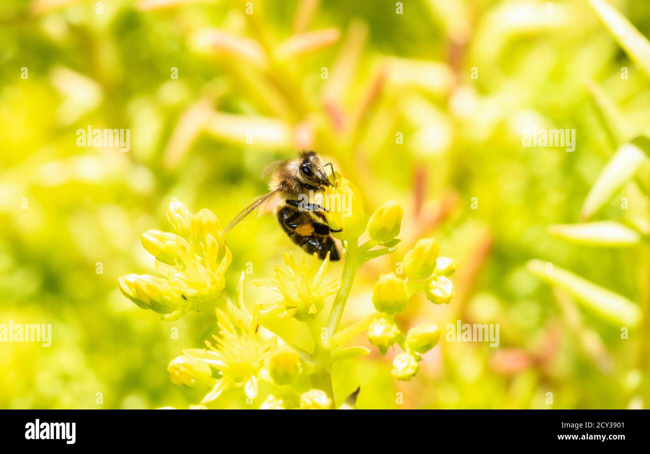 Eine westliche Honigbiene (APIs mellifera) Sucht Pollen in leuchtend gelben Wildblumen in Colorado Stockfoto