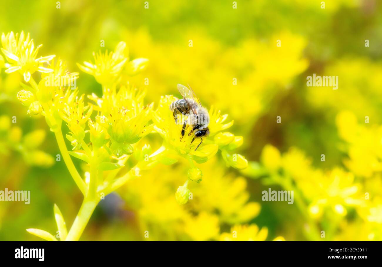 Eine westliche Honigbiene (APIs mellifera) Sucht Pollen in leuchtend gelben Wildblumen in Colorado Stockfoto