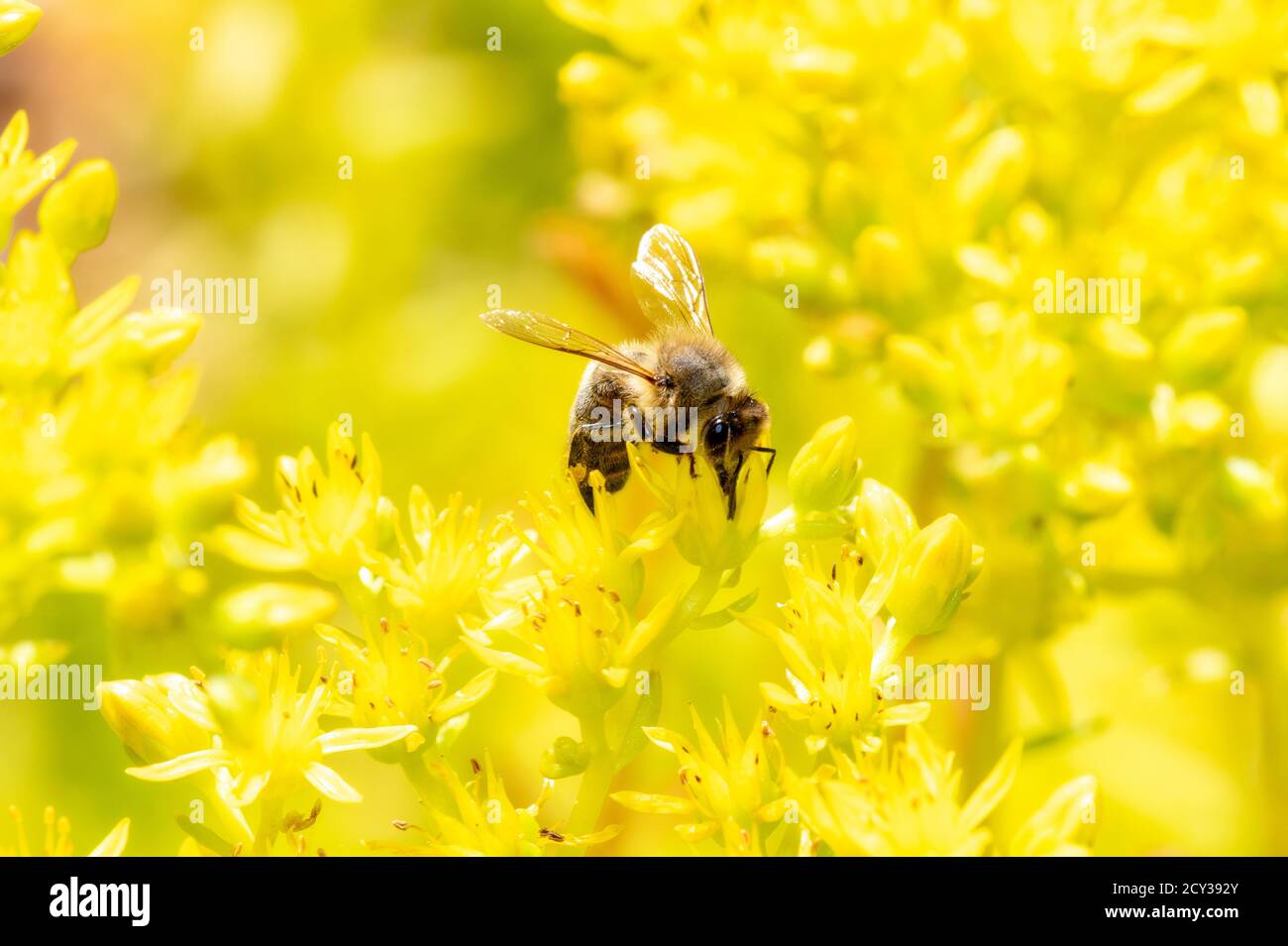Eine westliche Honigbiene (APIs mellifera) Sucht Pollen in leuchtend gelben Wildblumen in Colorado Stockfoto