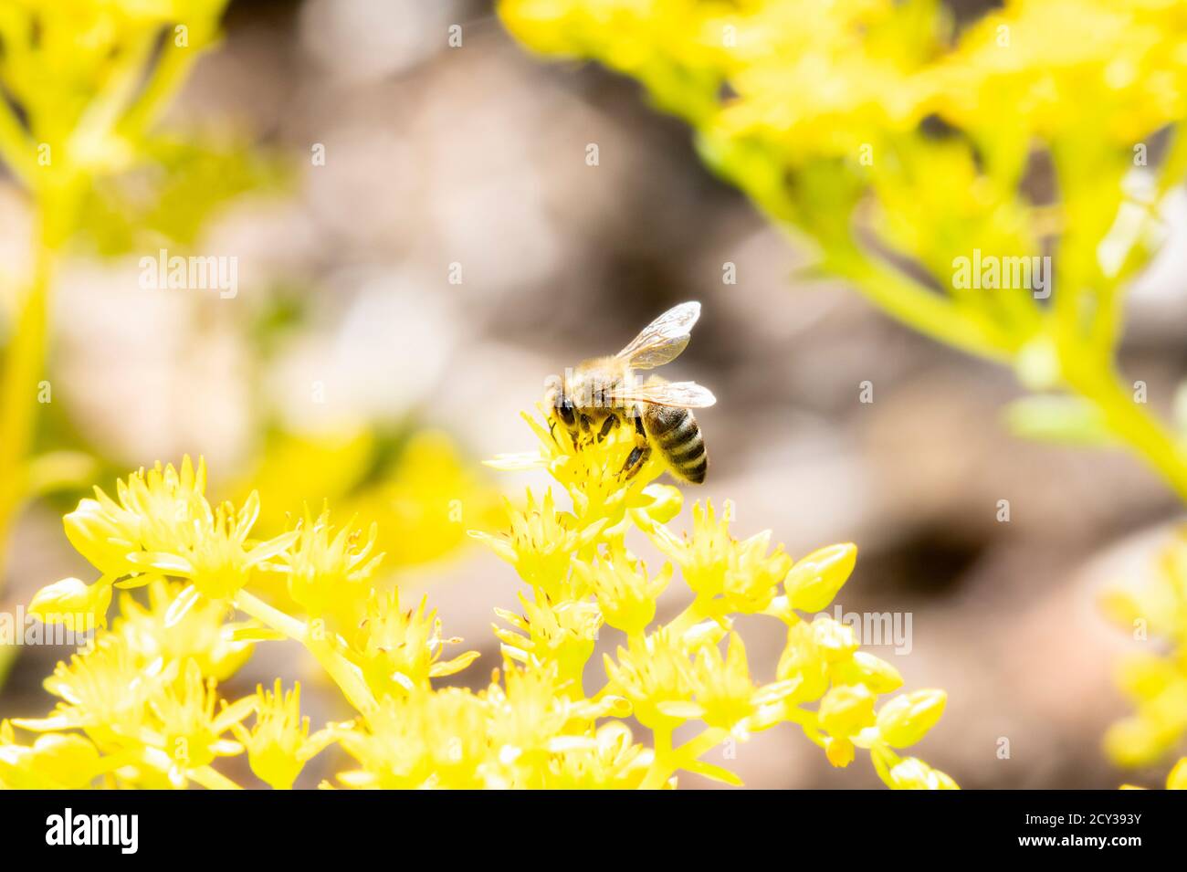 Eine westliche Honigbiene (APIs mellifera) Sucht Pollen in leuchtend gelben Wildblumen in Colorado Stockfoto
