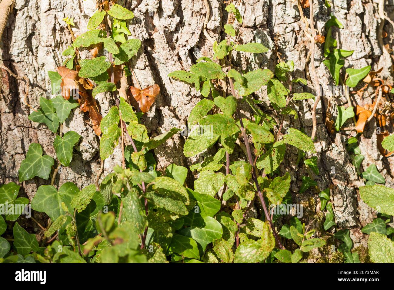 Nahaufnahme von Ivy, die im Herbst, Großbritannien, die Basis einer englischen Eiche aufwächst Stockfoto