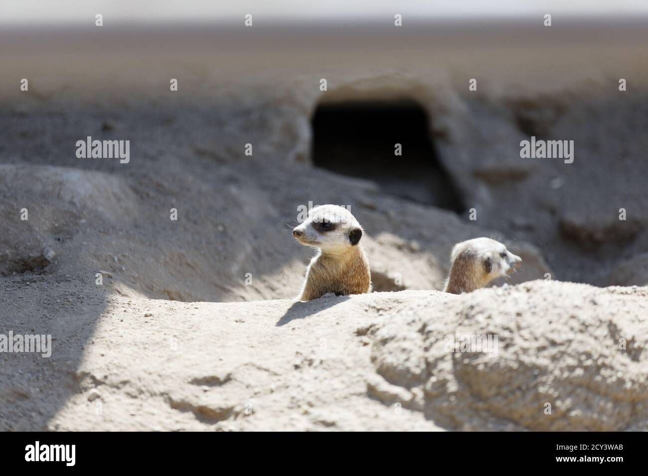 Erdmännchen im Los Angeles Zoo, Los Angeles, Kalifornien Stockfoto