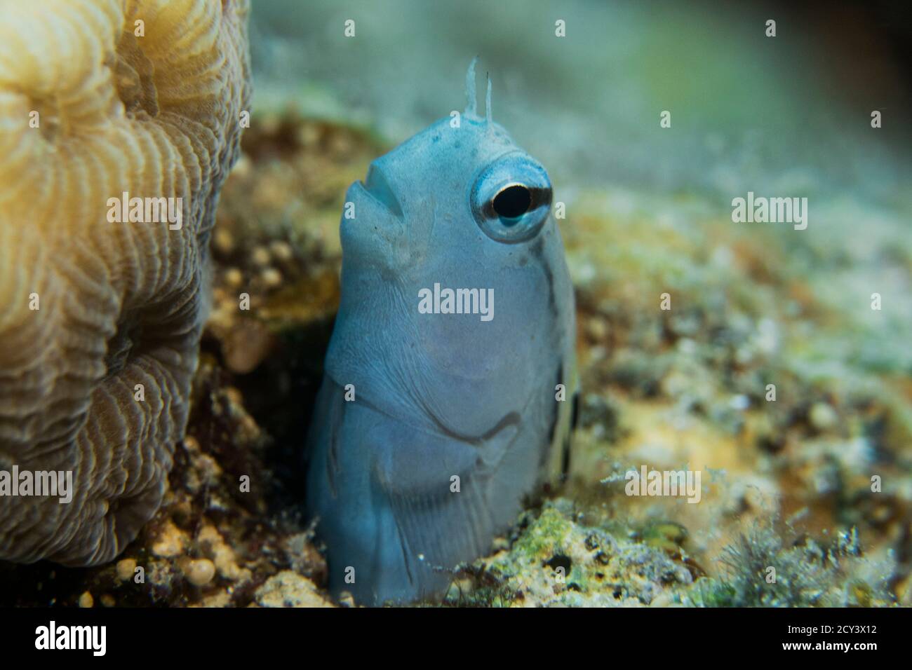 Mimic Blenny aus dem roten Meer Stockfoto