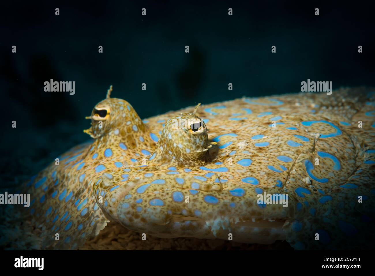 Pfauenflunder (Bothus lunatus) auf dem Meeresboden vor der Insel St. Martin, niederländische Karibik Stockfoto