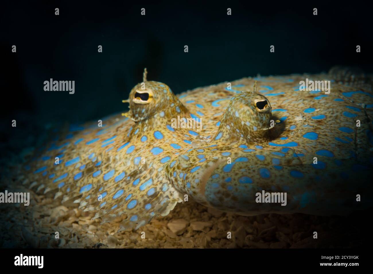 Pfauenflunder (Bothus lunatus) auf dem Meeresboden vor der Insel St. Martin, niederländische Karibik Stockfoto