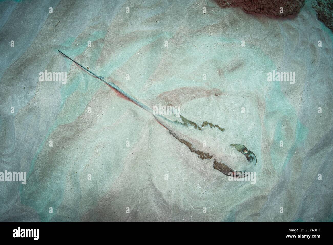 Ein Stachelrochen liegt halbvergraben im Sand auf dem Moonhole Divesite, St. Martin, Dutch Caribbean Stockfoto