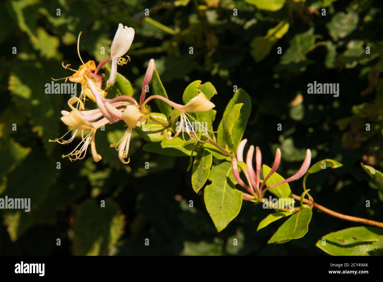 Wilder Honigsauchel-Stiel in Blüte Stockfoto