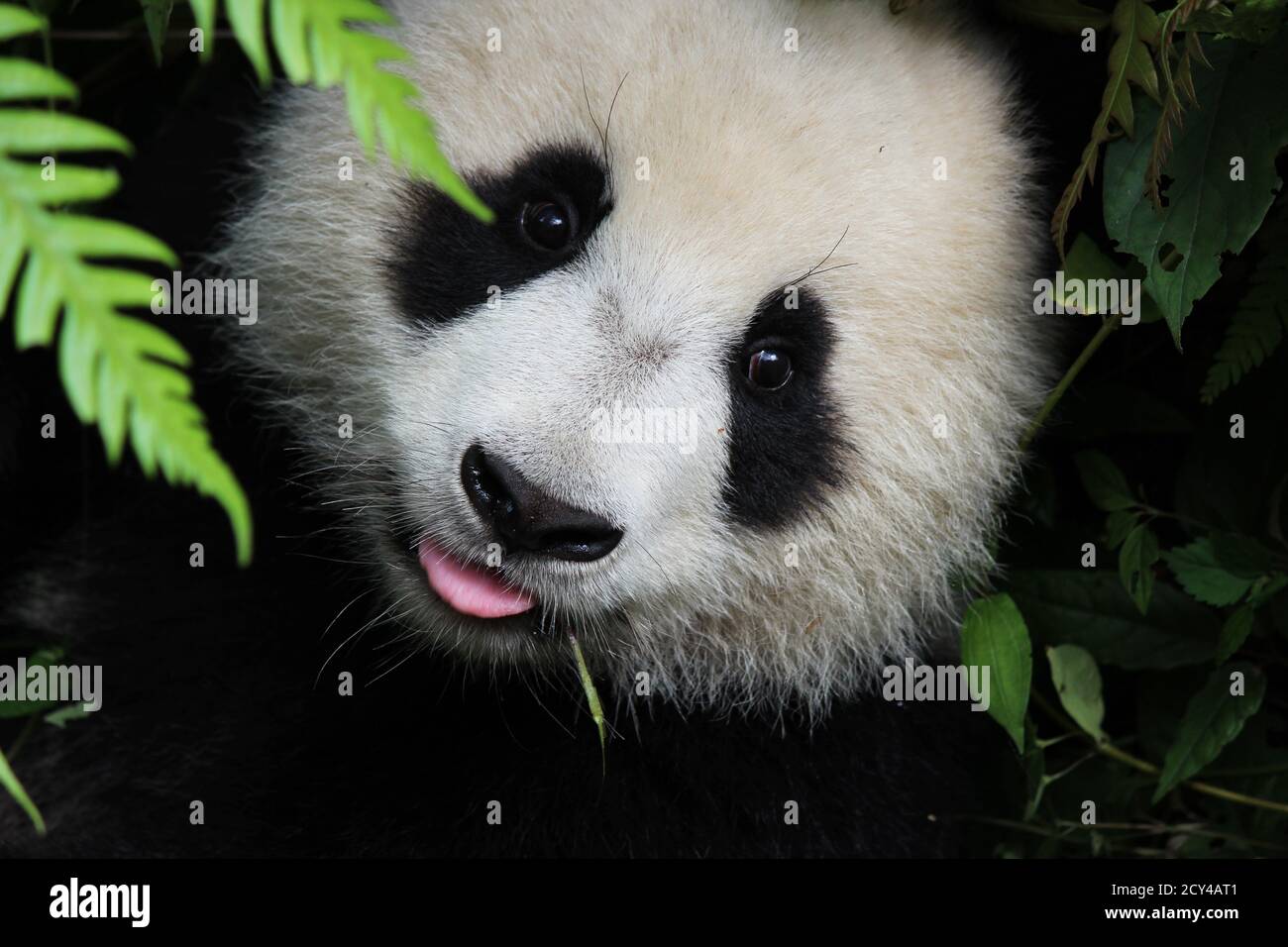 Sleeping Panda Stockfotos Und Bilder Kaufen Seite 2 Alamy