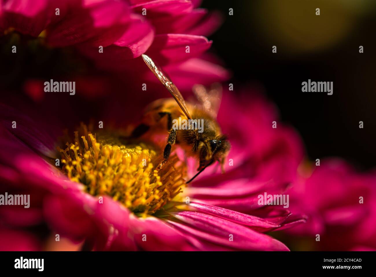 Hintergrund der purpurroten Blütenblätter der Chrysanthemen. Biene Nahaufnahme einer Blume im Garten. Schöne helle Chrysanthemen im selektiven Fokus. Ma Stockfoto