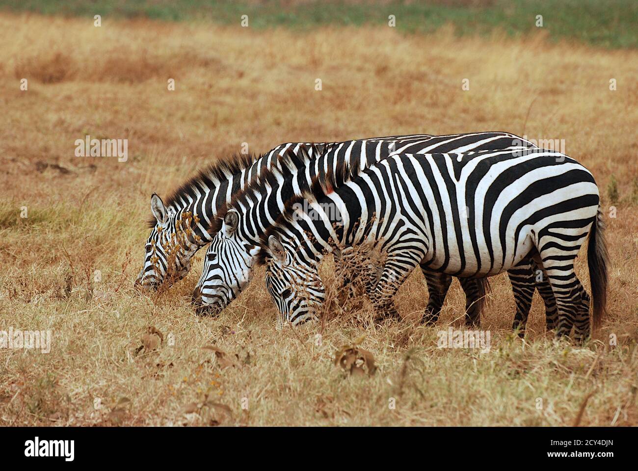 Drei Zebras essen Stockfoto