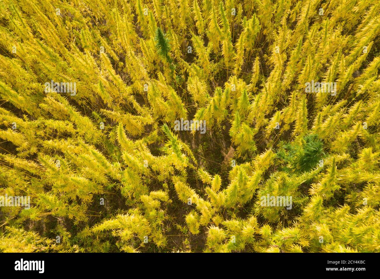 Faserhanfplantage von oben Stockfoto