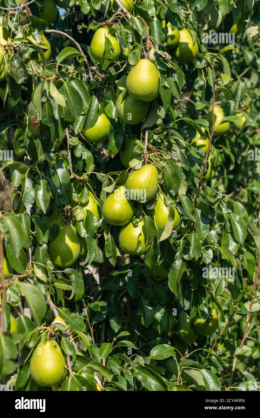 Reife Birnen auf Obstbaum Stockfoto